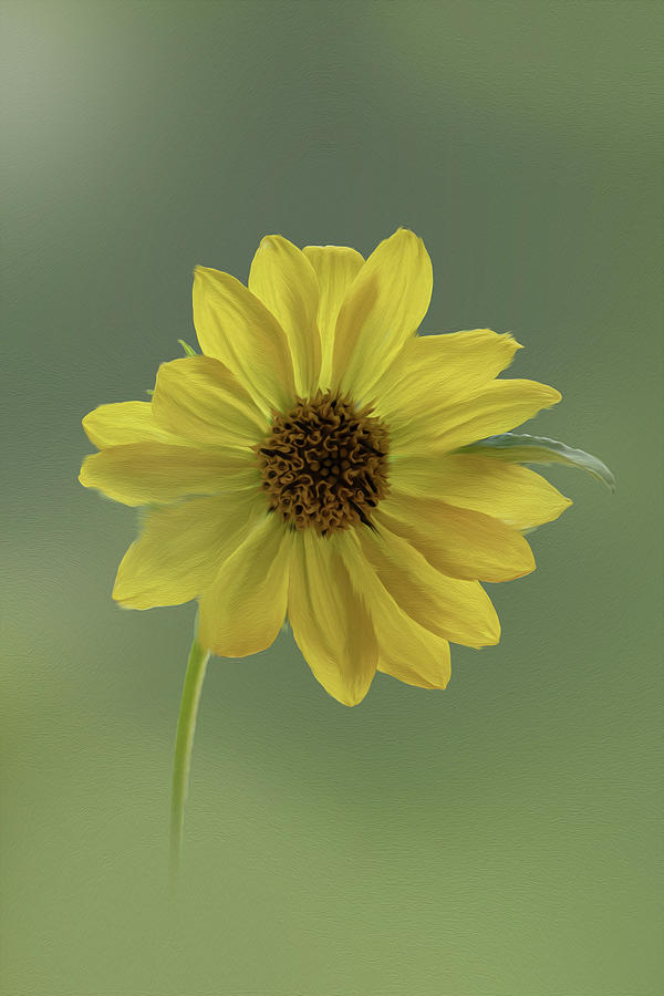 Yellow Daisy Painting Photograph by Sandra Js