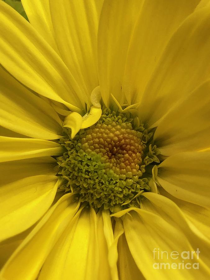 Yellow Daisy Peak Of Summer Photograph