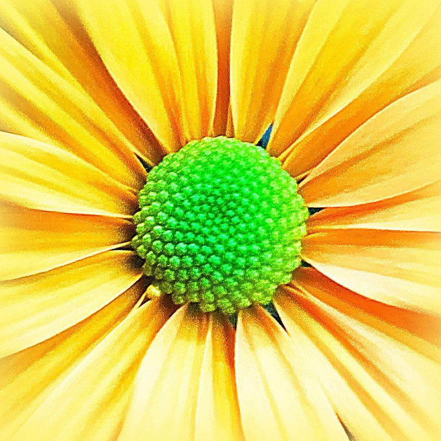 Daisy Photograph - Yellow Daisy by Angel One