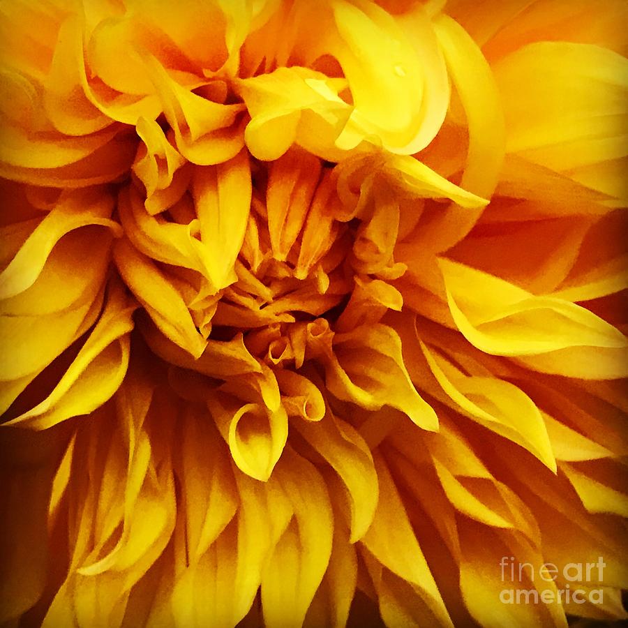Yellow Dalia Photograph by Suzanne Lorenz