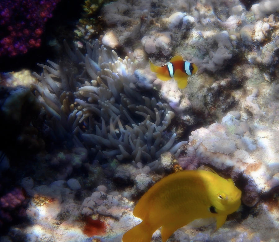 Yellow Damsel And Red Sea Clownfish Photograph by Johanna Hurmerinta
