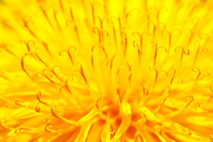 Yellow dandelion close up Photograph by Hramovnick