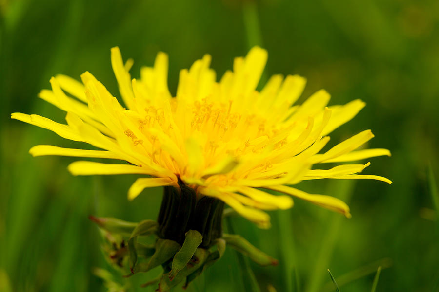 Yellow dandelion flower . Photograph by Swkunst