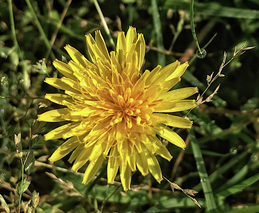 Yellow Dandelion Flower in the Grass  Photograph by Shelli Fitzpatrick