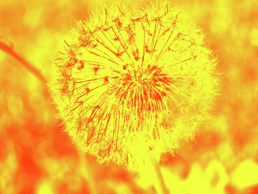 Yellow Dandelion On Orange Digital Art by David Desautel