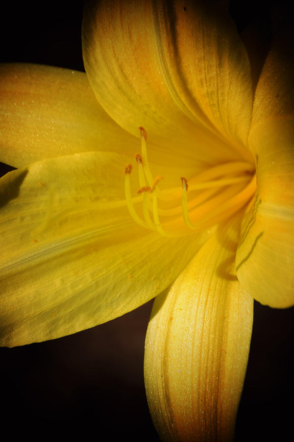 Yellow Day Lily Highlight Portrait Photograph by Gaby Ethington