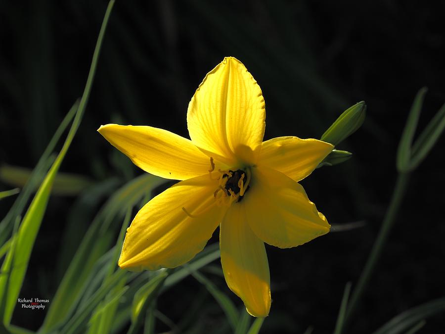 Yellow Day Lily Photograph by Richard Thomas