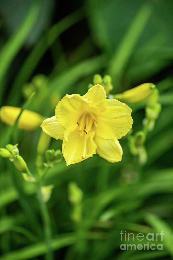 Yellow Day Lily Photograph by Willie Harper