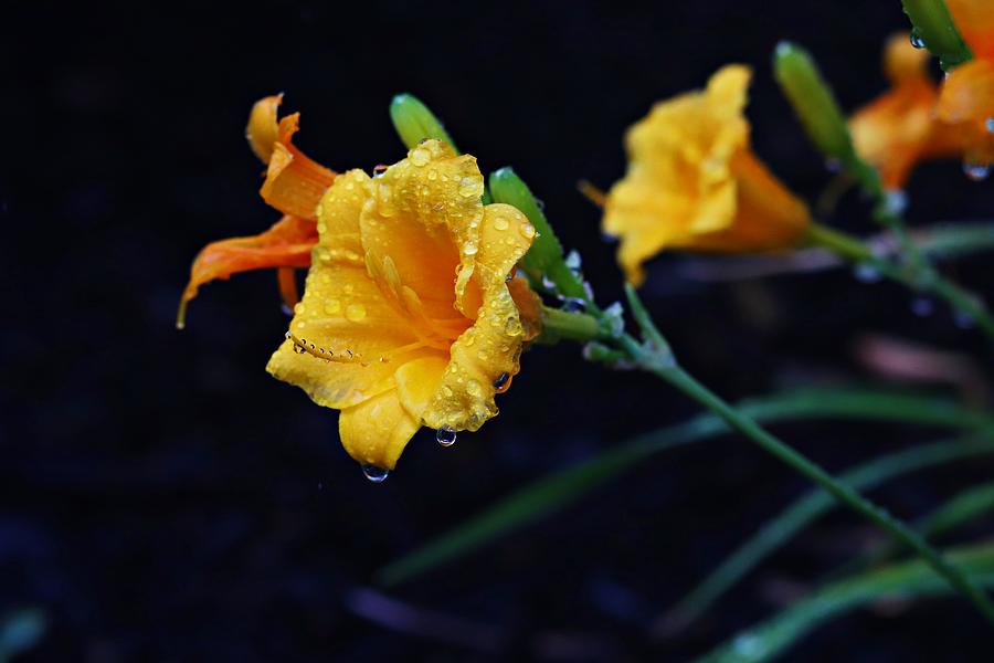 Yellow Daylilies After The Rain Photograph
