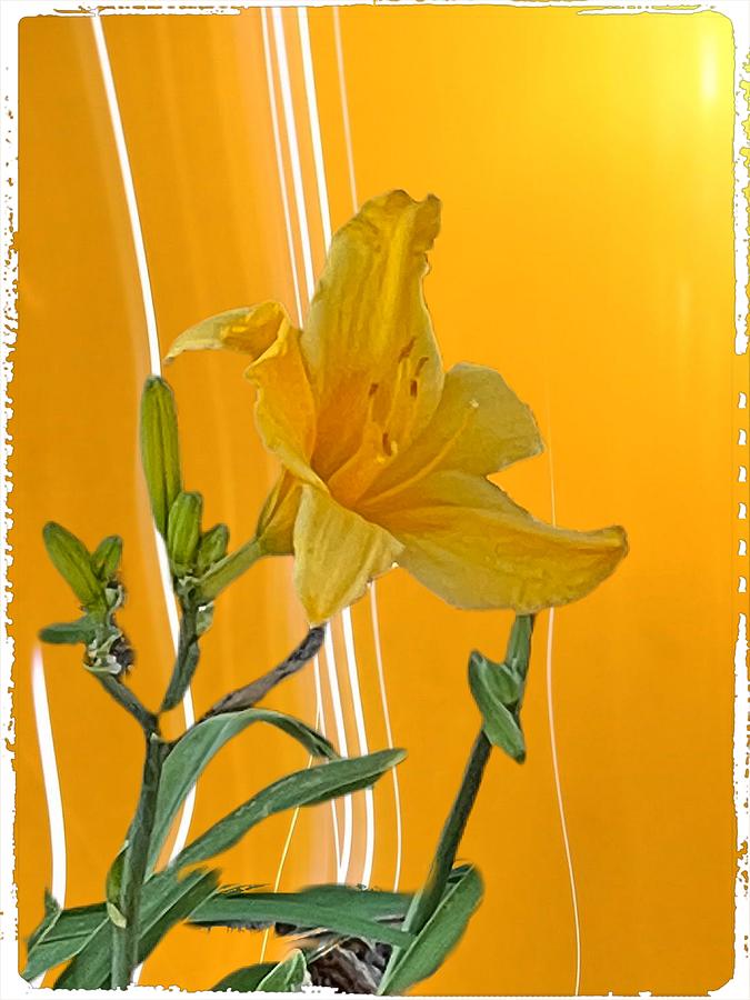 Yellow Daylily Digital Art by Kathleen Boyles