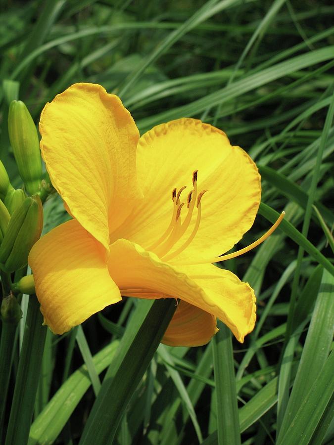 Lily Photograph - Yellow Daylily by Matthew Adelman Lily Photograph - Yellow Daylily by Matthew Adelman