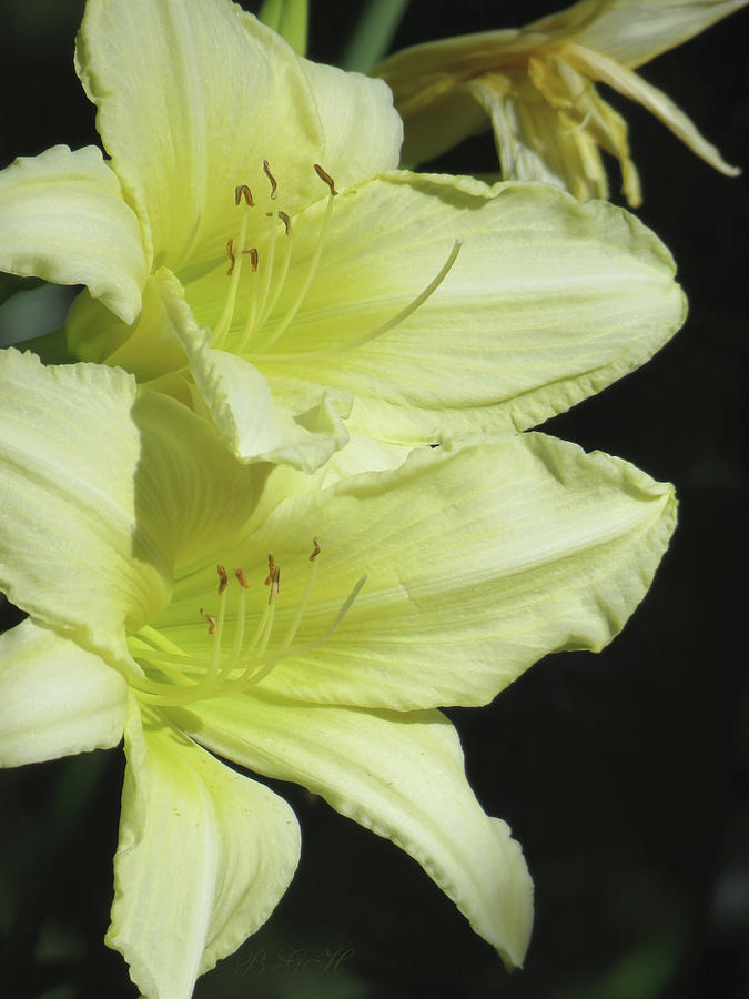 Yellow Daylily Tandem Flora Art And Photography Dayliliy Macro