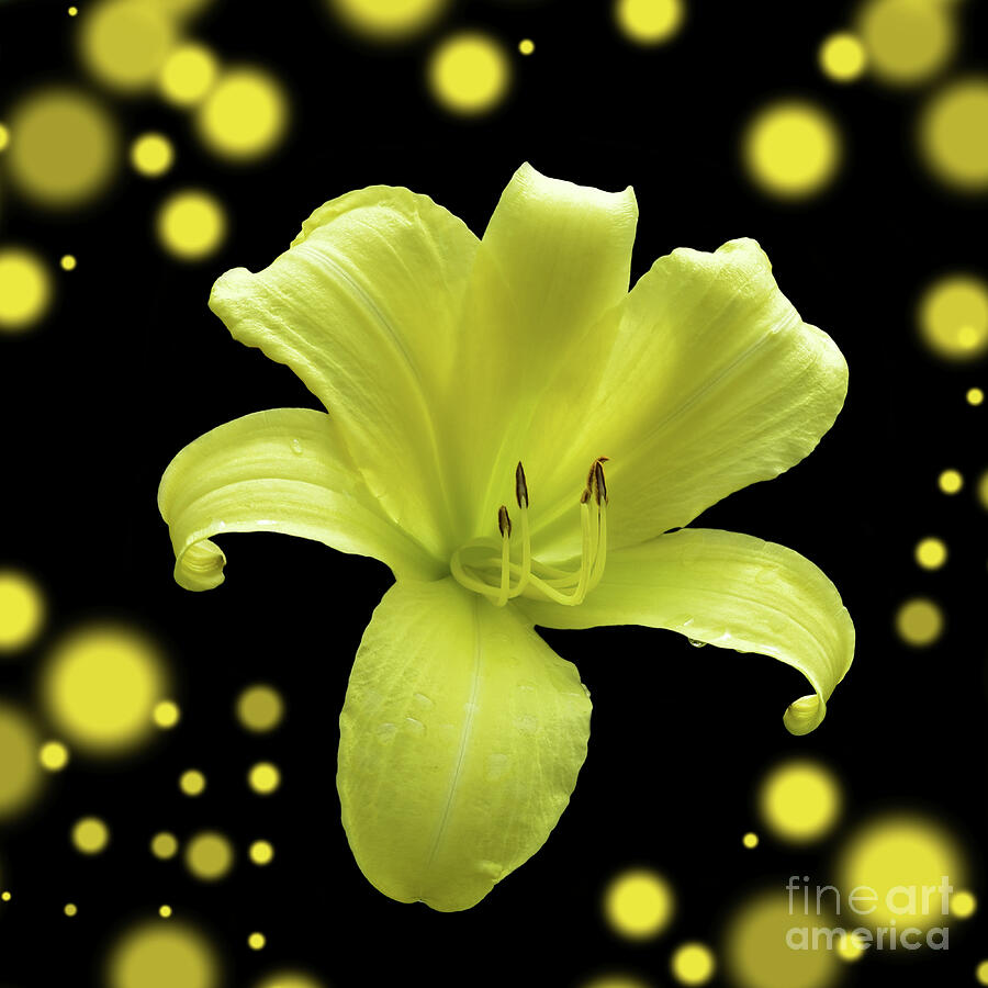 Yellow Daylily Photograph by Yvonne Johnstone