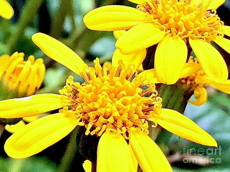 Yellow Dazzle Floral  Photograph by Carol Riddle