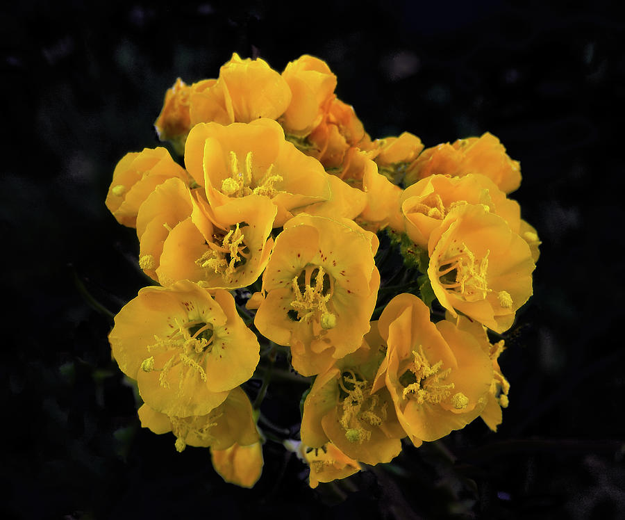 Yellow Desert Bouquet Photograph by Paul Breitkreuz