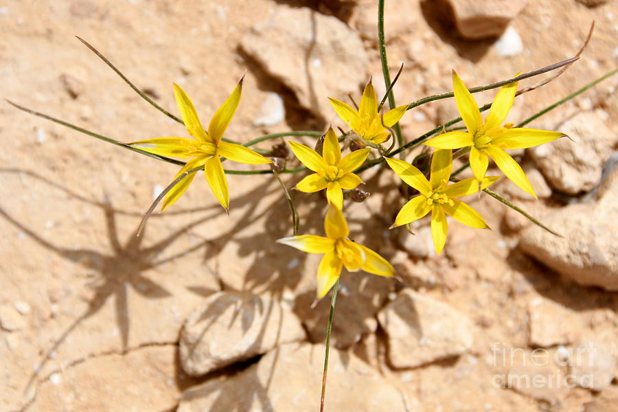 Yellow Desert Spring Bloom r1 Photograph by Yotam Jacobson