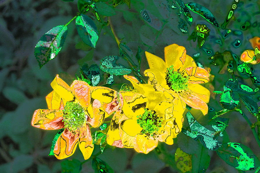 Yellow Dog Roses Photograph by Lynne Iddon - Fine Art America