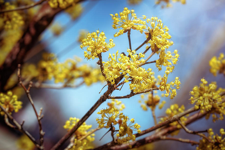 Yellow Dogwood Flowers Photograph