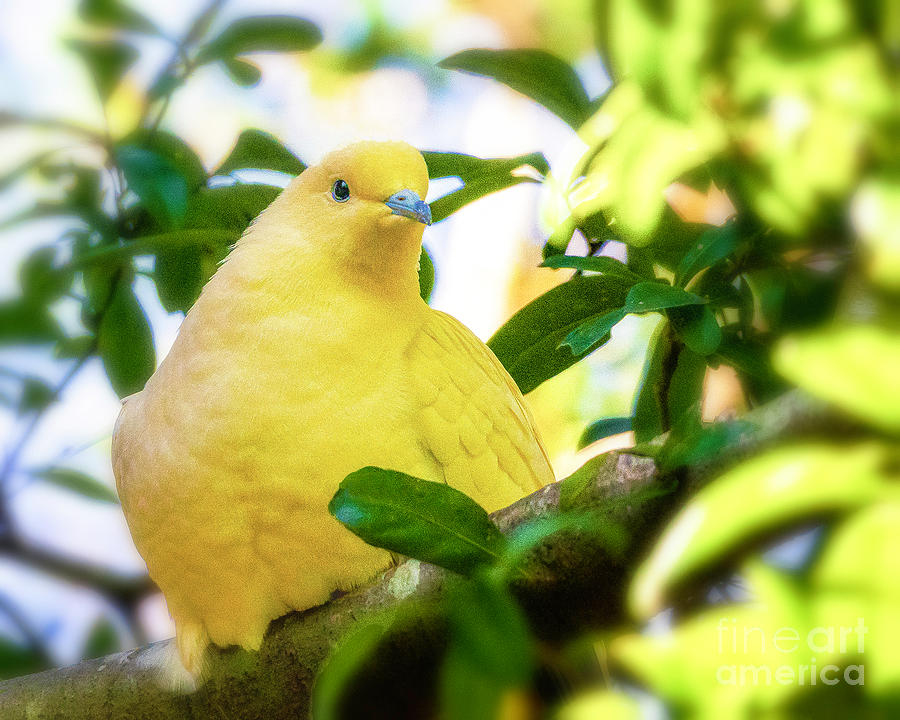Yellow Dove Photograph by Nick Zelinsky Jr
