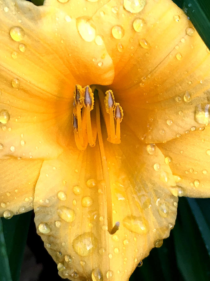 Yellow Droplets Photograph by Lisa Pearlman