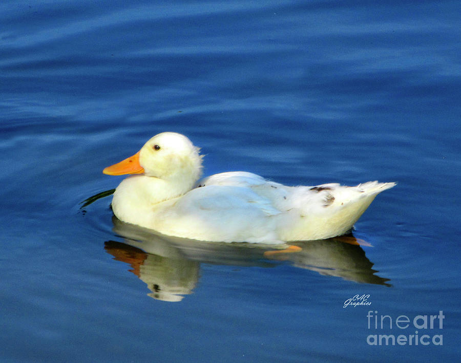 Yellow Duck Photograph by CAC Graphics