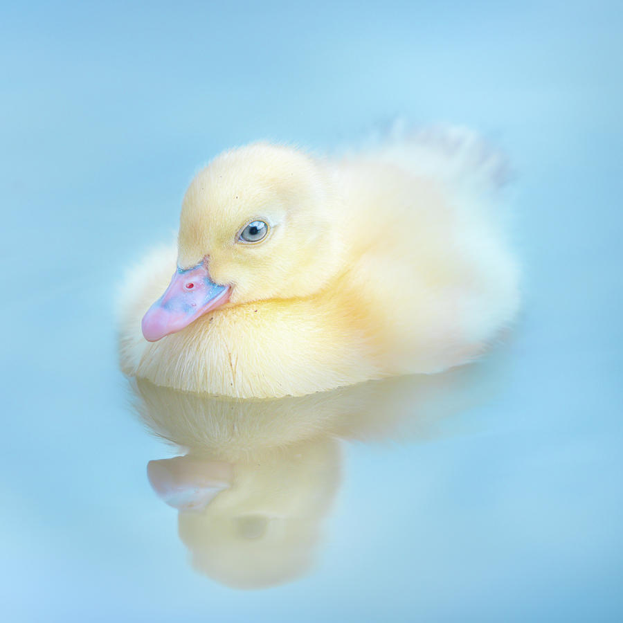Yellow Duckling Reflections Photograph by Jordan Hill