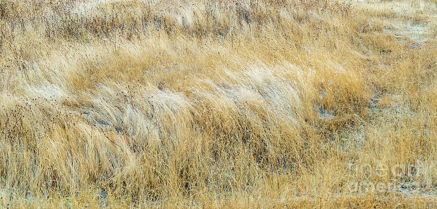 Yellow Dune Grass Photograph by M G Whittingham