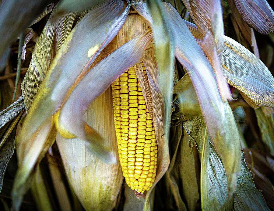 Yellow Ear of Corn Photograph by David Morehead