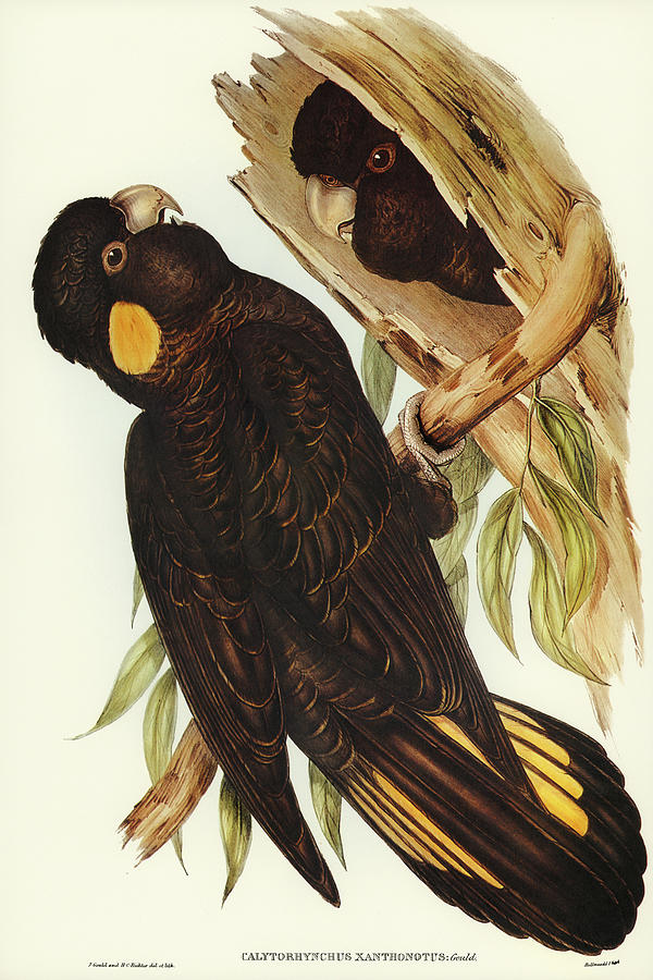 John Gould Drawing - Yellow-eared Black Cockatoo, Calyptorhynchus xanthonotus by John Gould