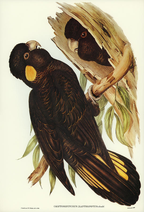 Yellow-eared Black Cockatoo Mixed Media by World Art Collective