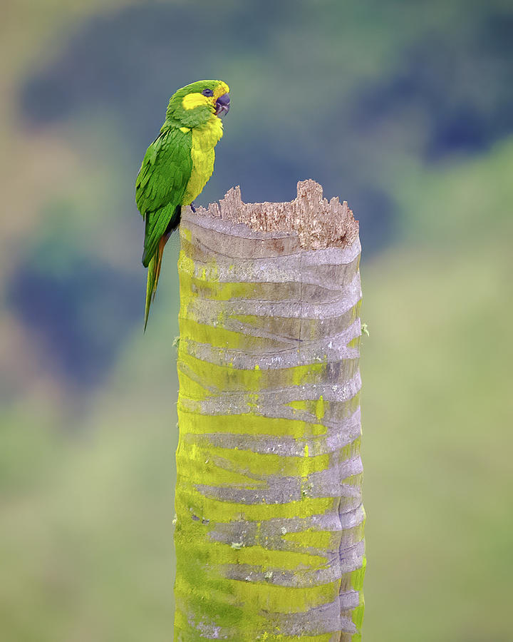 Yellow Eared Parrot Urapanes del Bosque Cajamarca Tolima Colombia Photograph by Adam Rainoff