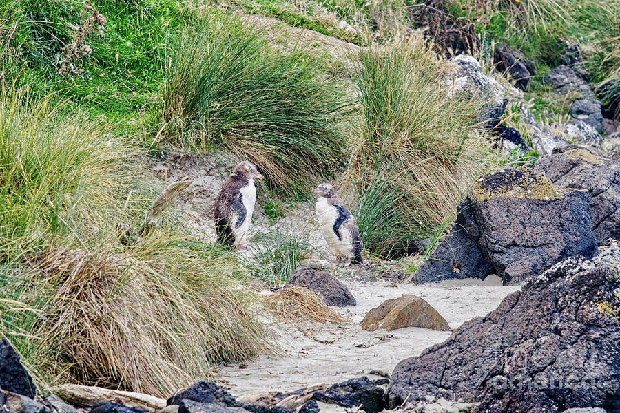 Yellow Eyed Penguins Molting Photograph