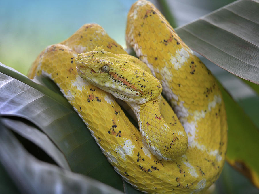 Yellow eyelash pit viper snake Photograph by Tim Fitzharris - Fine Art ...