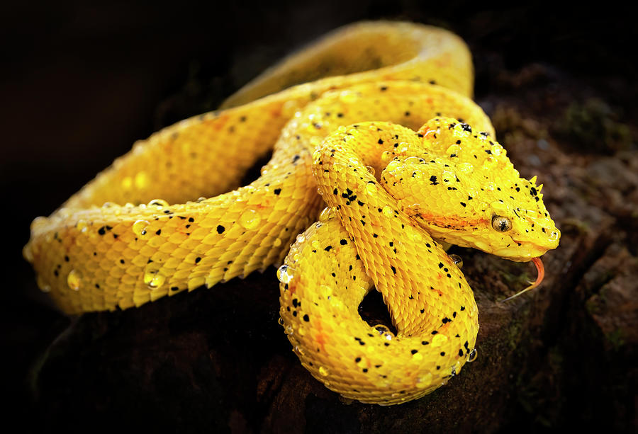 Yellow Eyelash Viper Photograph by Art Cole