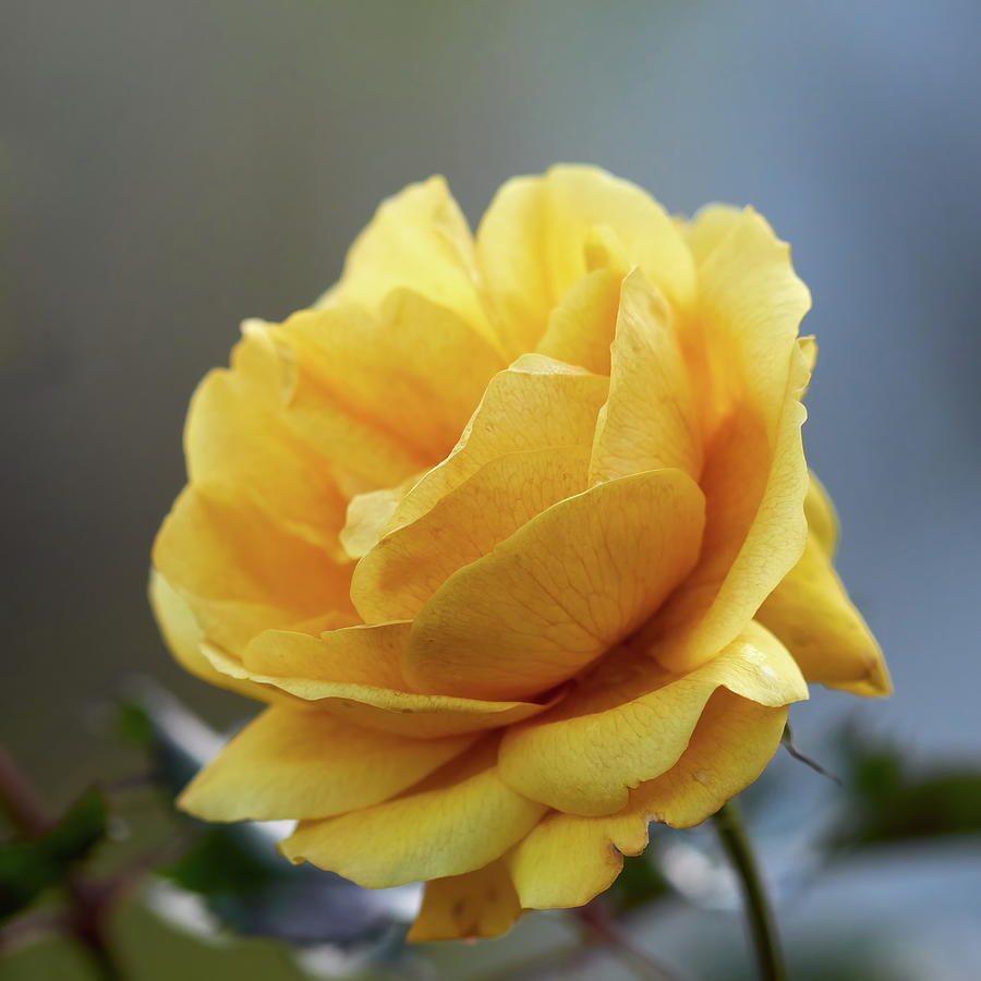 Yellow fall. Last roses of the year Photograph by Jouko Lehto