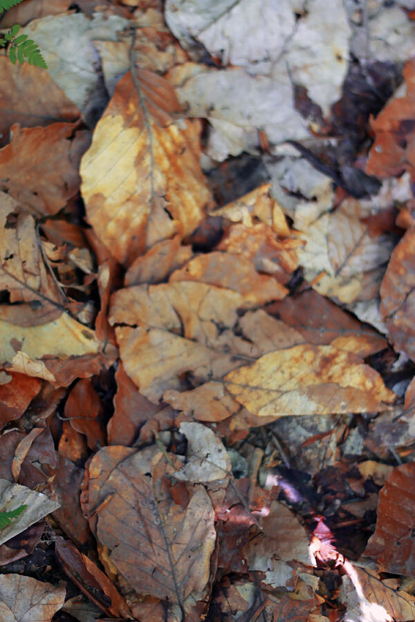 Yellow fallen autumn leaves on the ground Photograph by Scull2