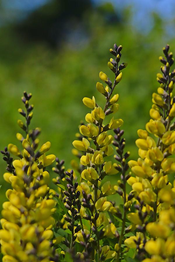 Yellow False Indigo Flowers Photograph