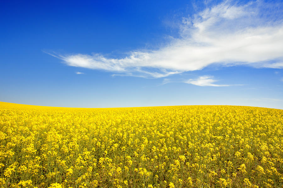 Yellow field and sky Photograph by Pixelfit