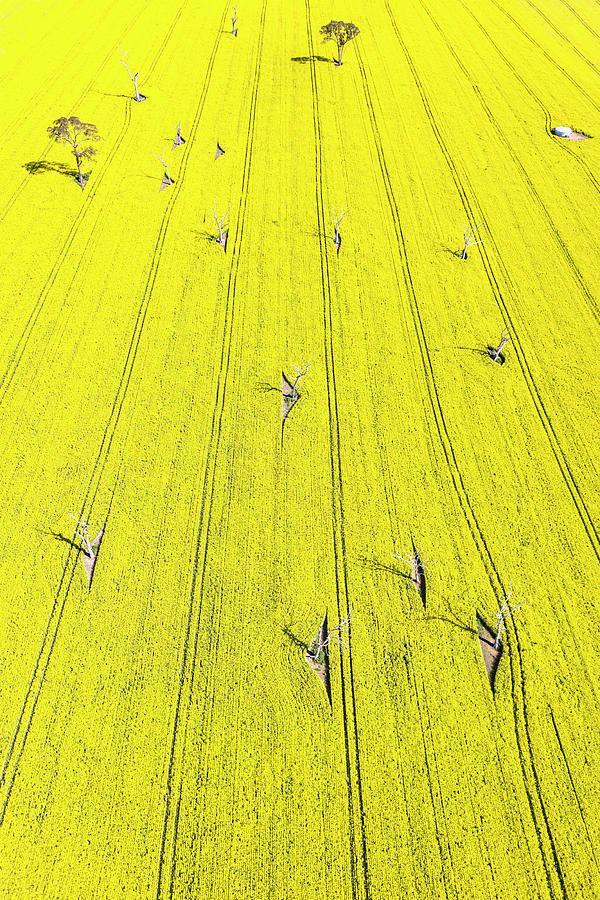 Yellow Field Photograph by Ari Rex