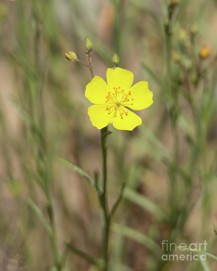 Yellow Field Flower  8b6217 Photograph