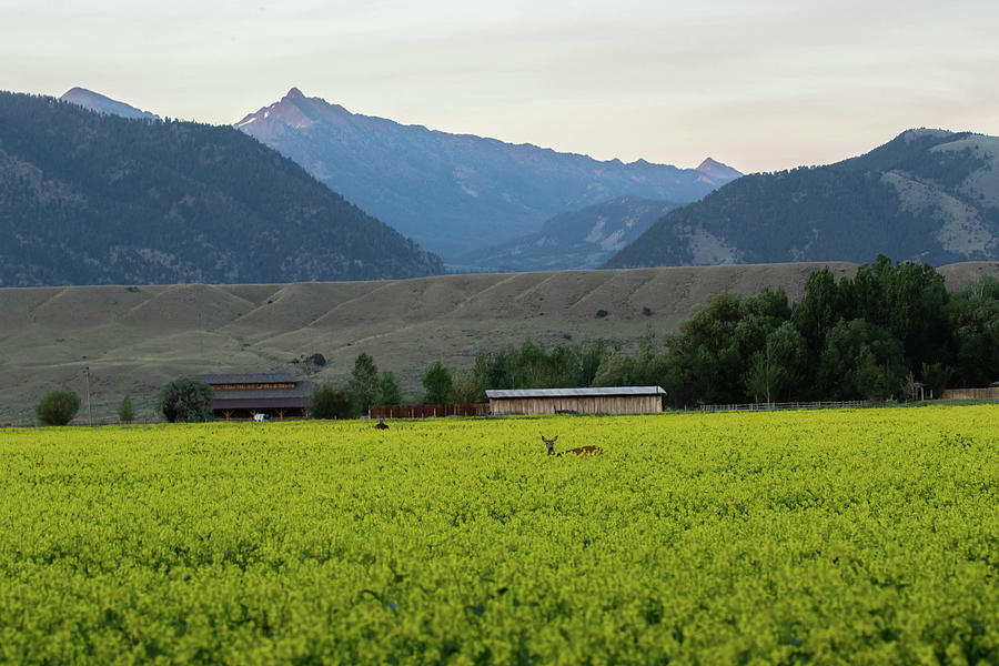 Yellow Field in Montana Photograph by Dorothy Cunningham