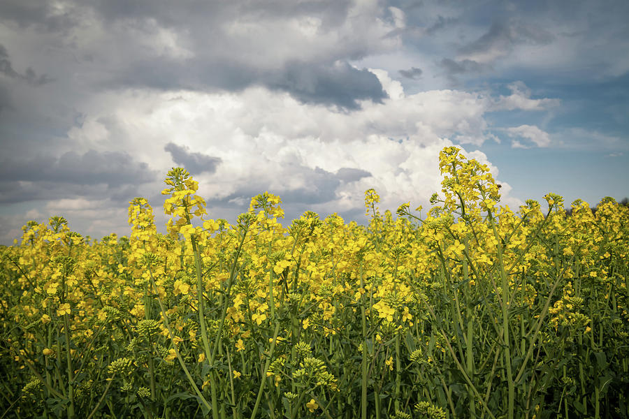 Field Photograph - Yellow Field With Rapeseed Oil Plant by Michael Dechev Field Photograph - Yellow Field With Rapeseed Oil Plant by Michael Dechev