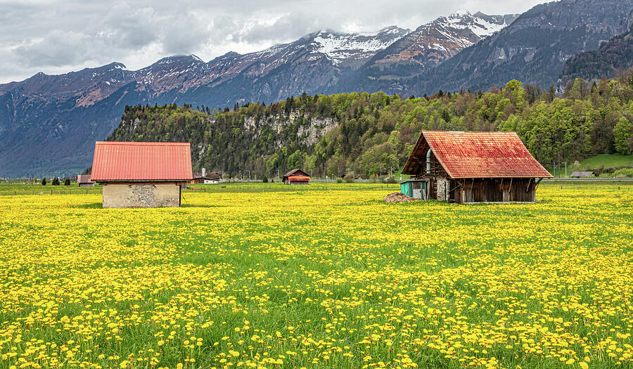 Yellow Fields Surrounded By Mountains Photograph by Elvira Peretsman