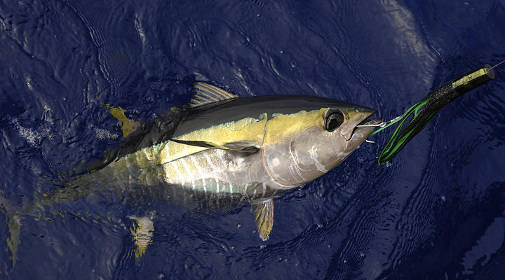 Yellow fin Tuna Photograph by David Shuler
