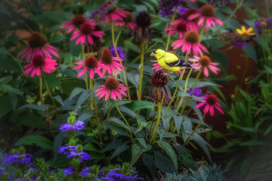 Yellow Finch Photograph by Allin Sorenson