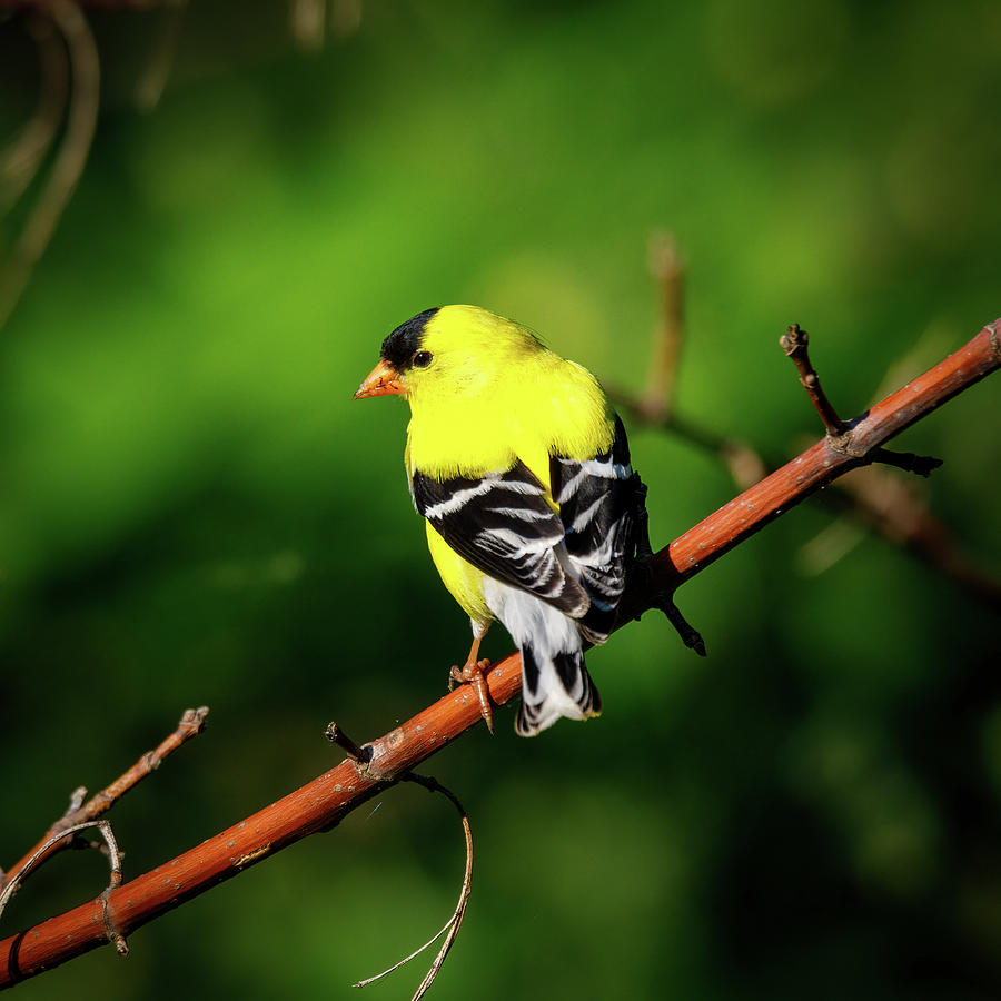 Yellow Finch Photograph by David Beechum