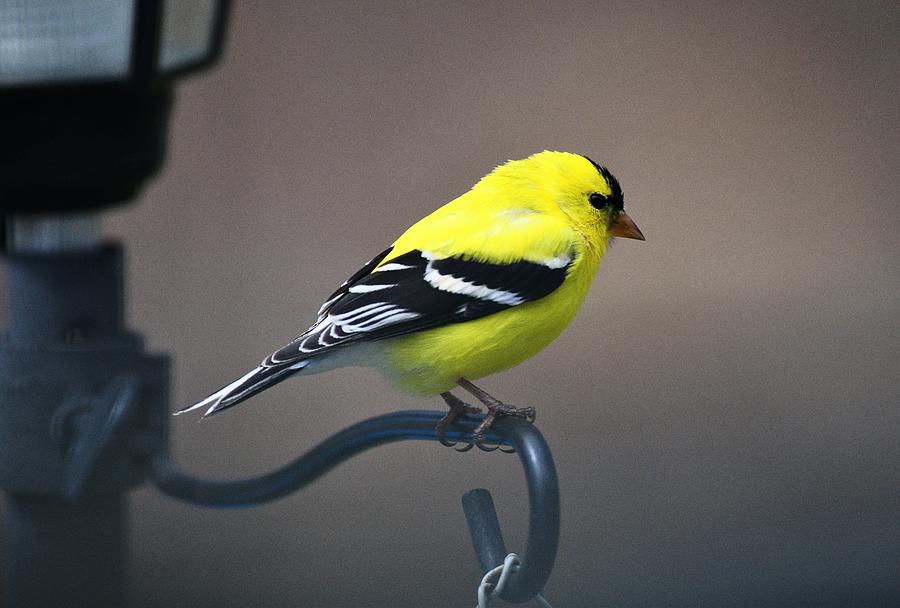 Download Yellow Finch Photograph by Jo-Ann Matthews