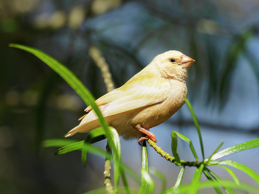 Yellow Finch Photograph by Penny Lisowski