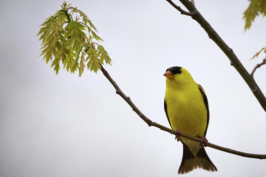 Yellow Finch Perched Photograph by Paul Freidlund