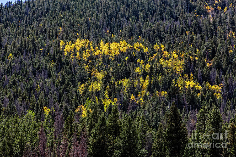 Yellow Fire Photograph by Jon Burch Photography